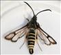 0382 (52.014) Six-belted Clearwing